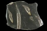 Jurassic Marine Reptile Ribs In Cross-Section - Whitby, England #96343-1